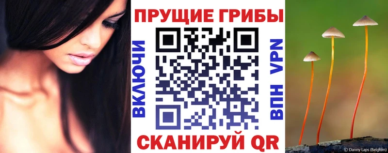 Псилоцибиновые грибы Cubensis  Купить закладки  Новоульяновск 